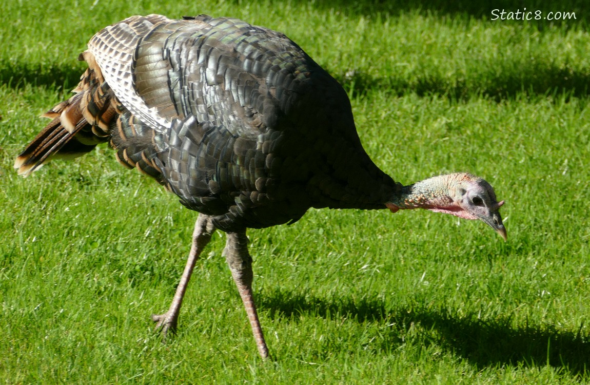 Wild Turkey walking on the grass