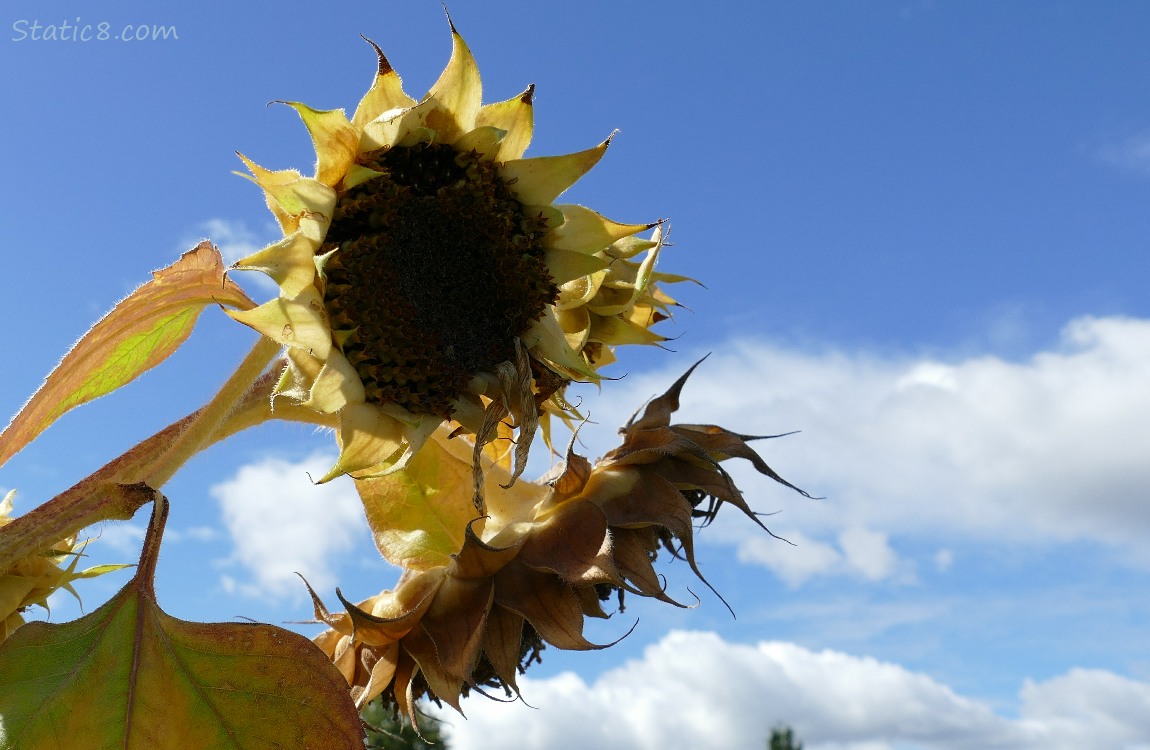 Spent sunflower blooms, without any petals