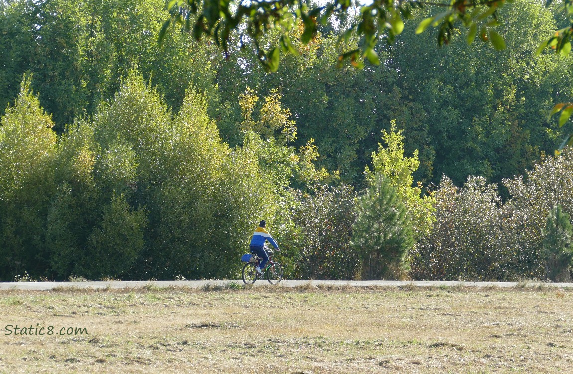 biker on the bike path, surrounded by trees