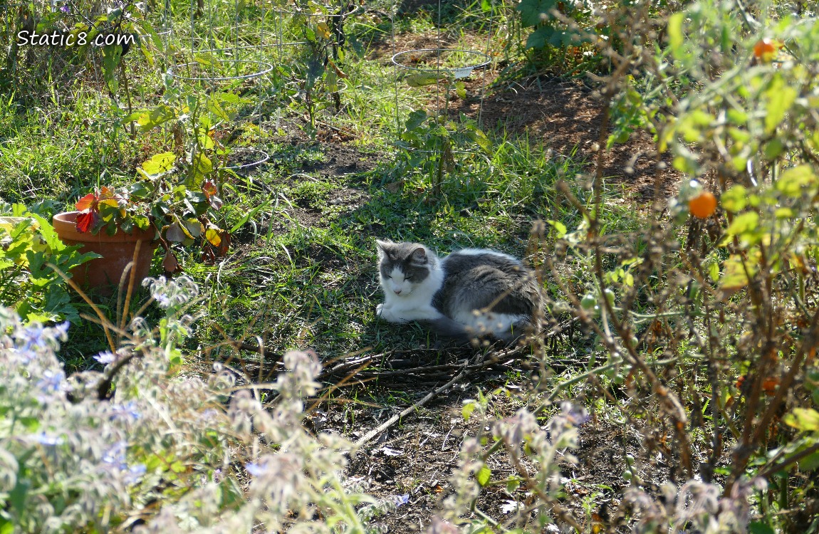 Grey and white cat sleeping in the garden