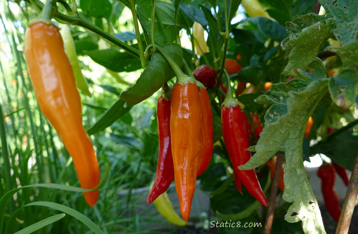 Orange and red Peppers hanging from the plant