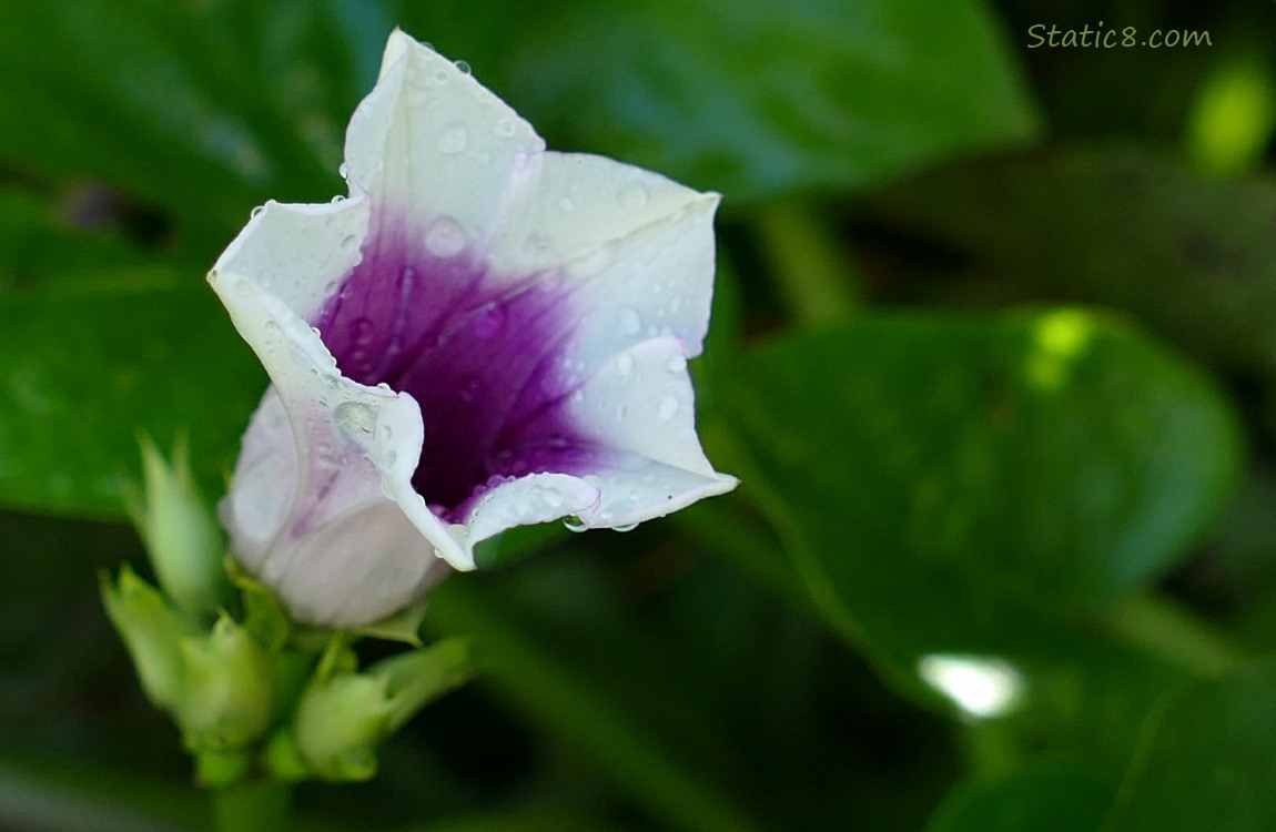 Sweet Potato bloom