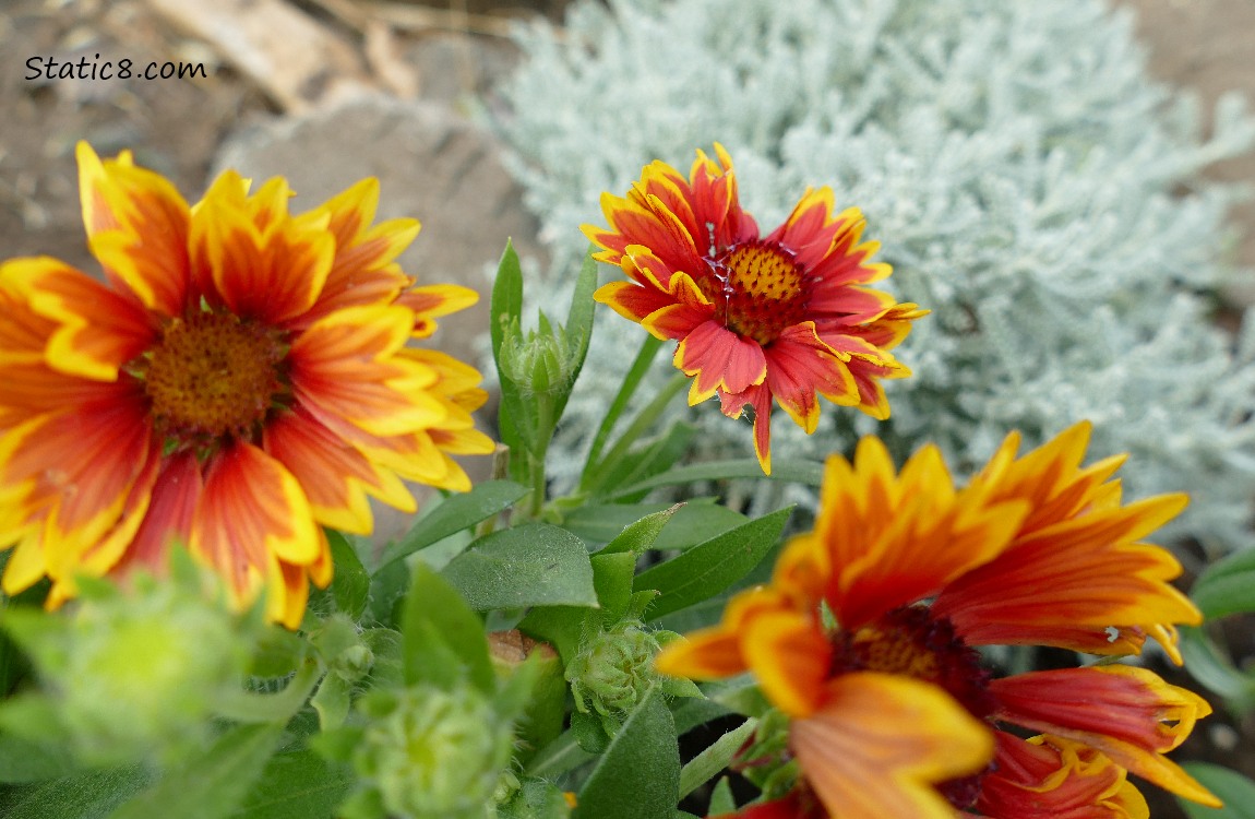 Orange and yellow flowers