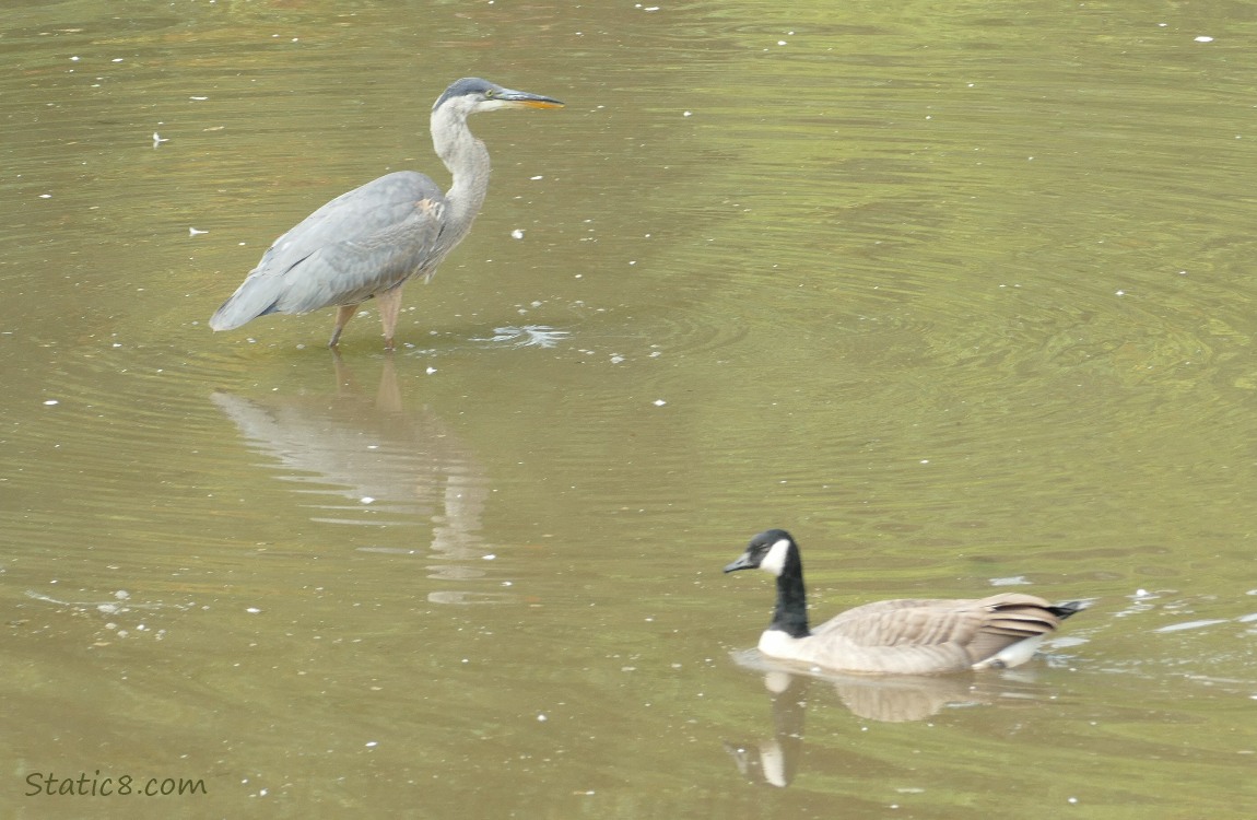 Great Blue Heron stands in water, Canada Goose paddles by