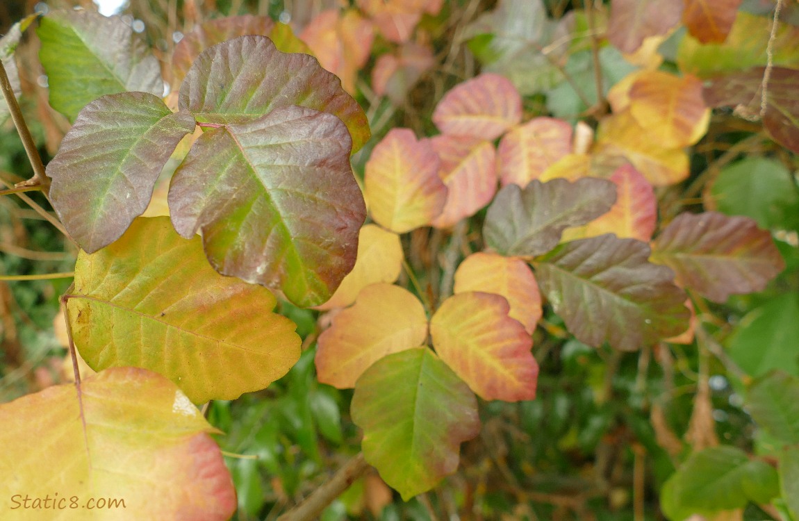 Leaves in fall colours