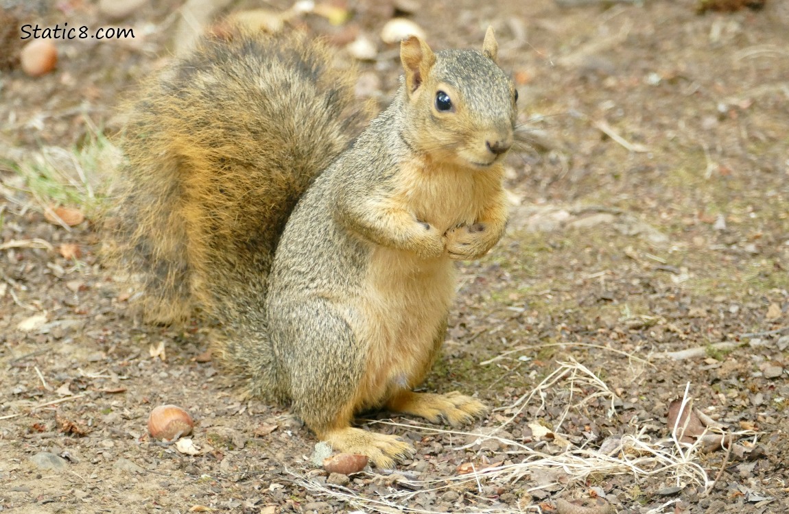 Eastern Fox Squirrel standing on the ground