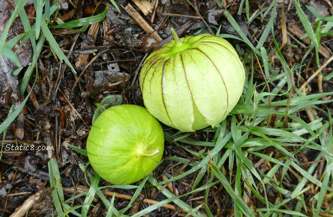 Picked Tomatillos laying on the ground