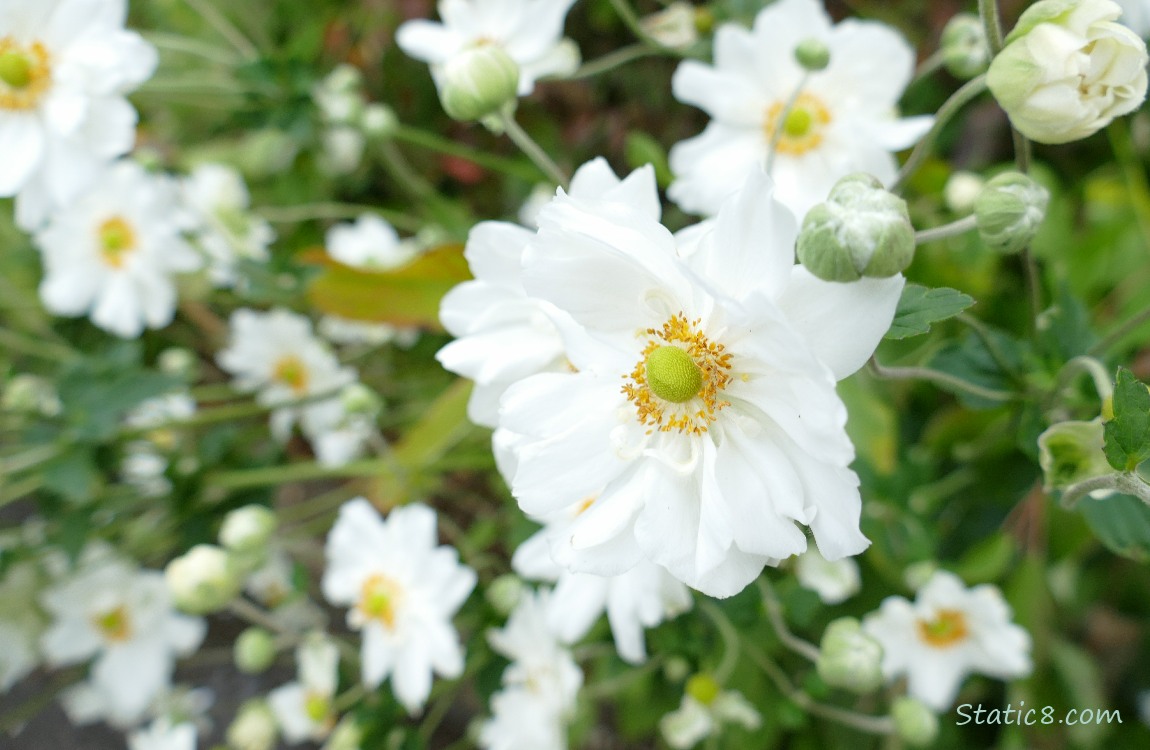 Japanese Anemones