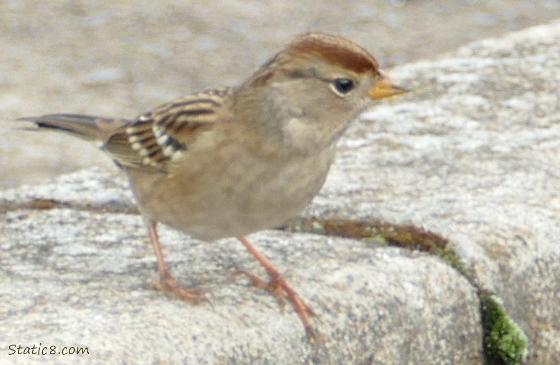 Juvenile White Crown Sparrow standing on pavement