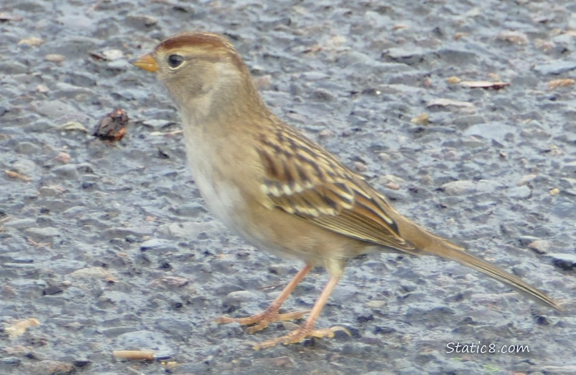 Juvenile White Crown Sparrow standing on pavement