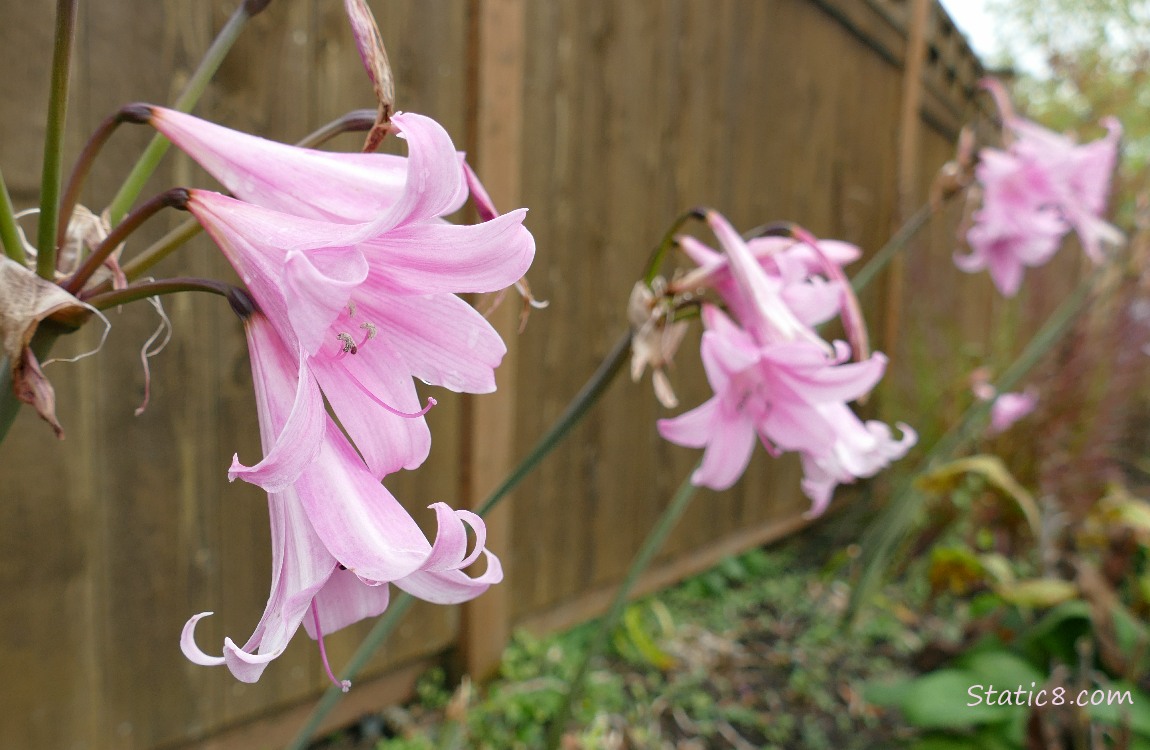 Pink Lilies along a wood fence