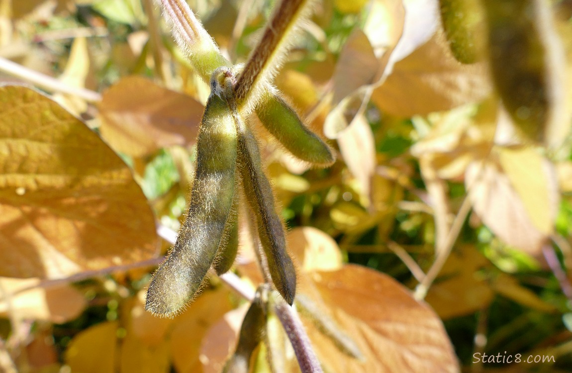 Soybean pods hanging from the plant