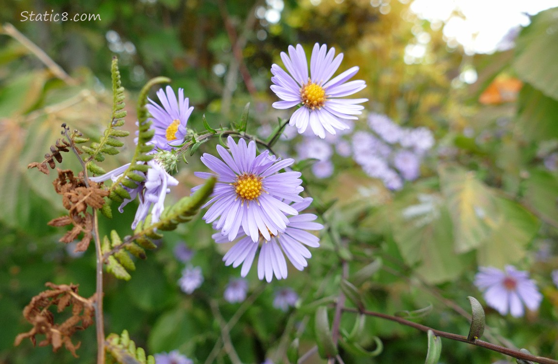 Aster blooms