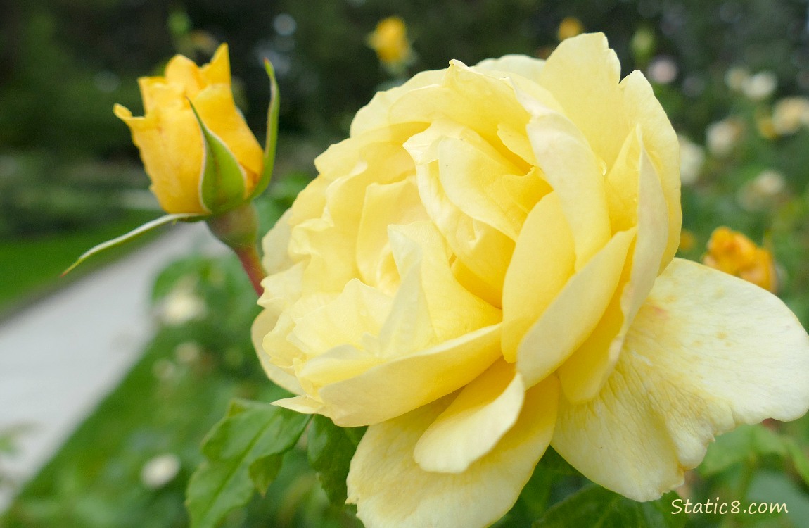 Yellow Roses