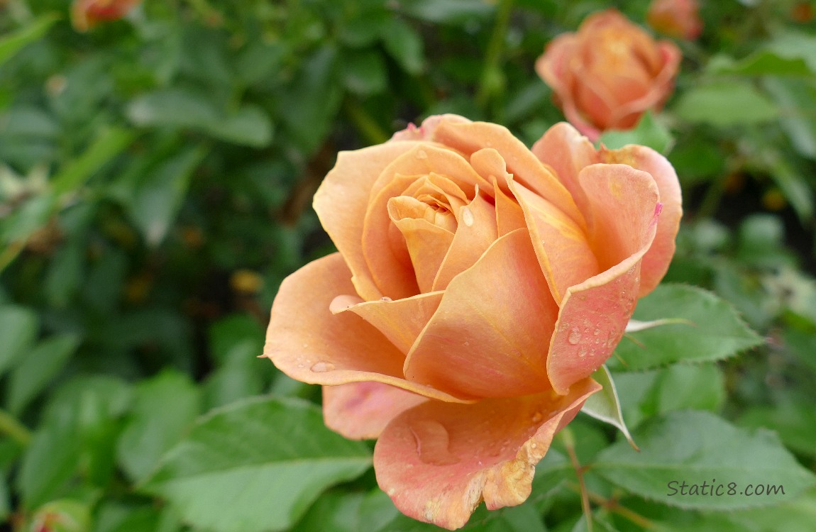 Pinkish Orange Rose bloom