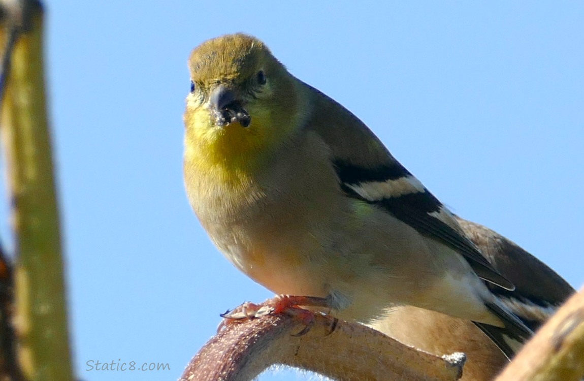 Goldfinch standing on a sunflower stalk with a seed in their mouth