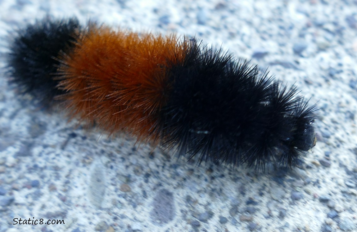 Woolly Bear walking on the path