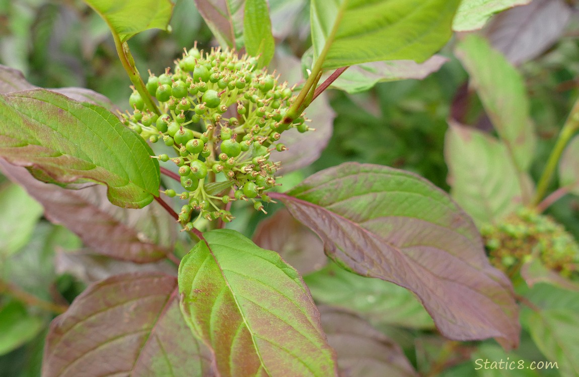 Berries of Red Osier Dogwood surrounded by green and purple leaves