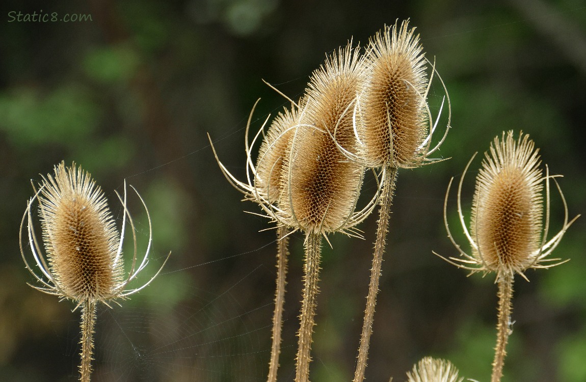 Spent Teasel blooms