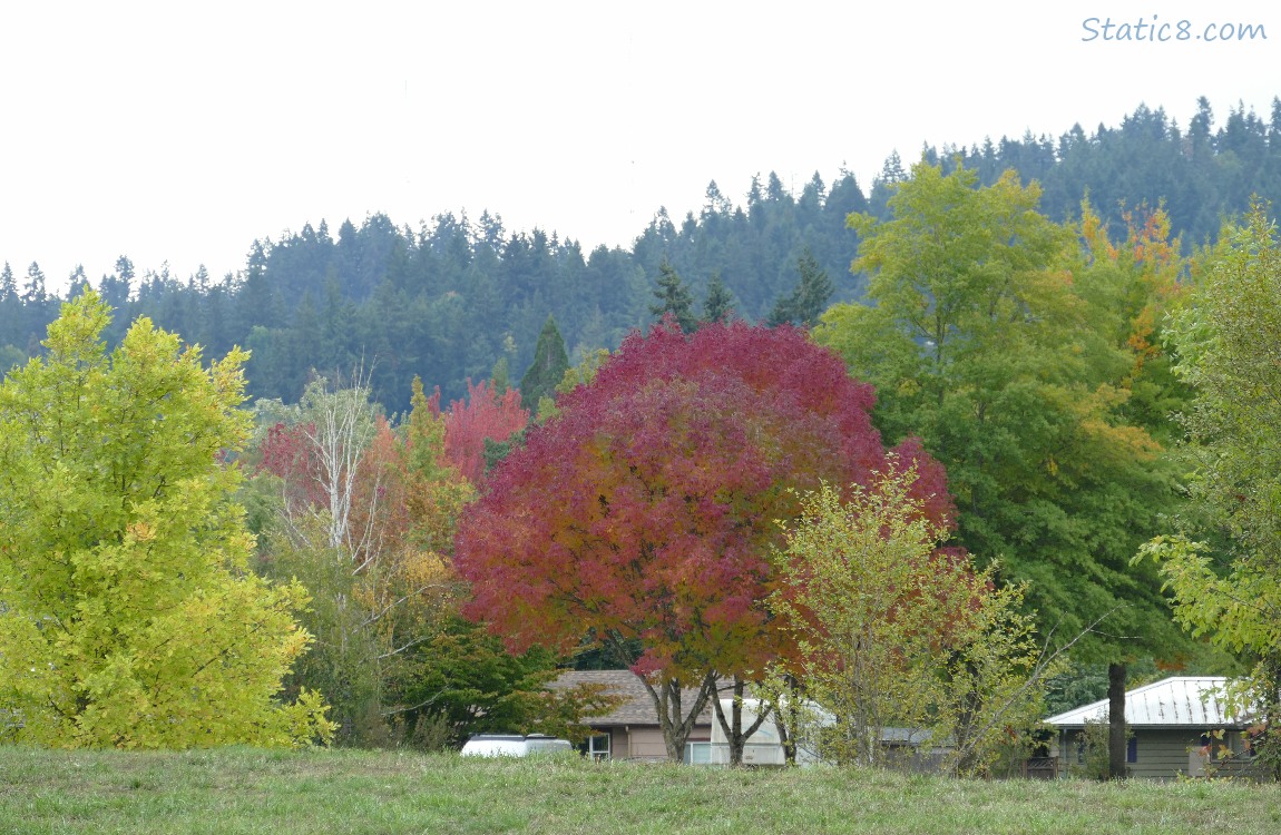 Trees in autumn colours