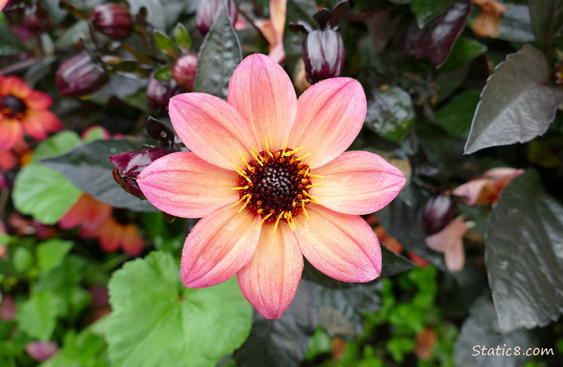 Pink Dahlia bloom