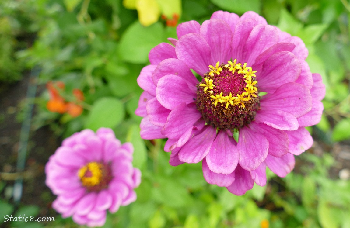 Purple Zinnia blooms