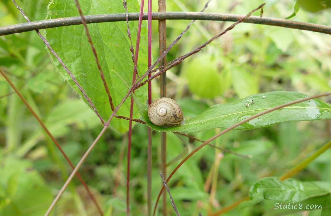 Snail sleeping on a leaf