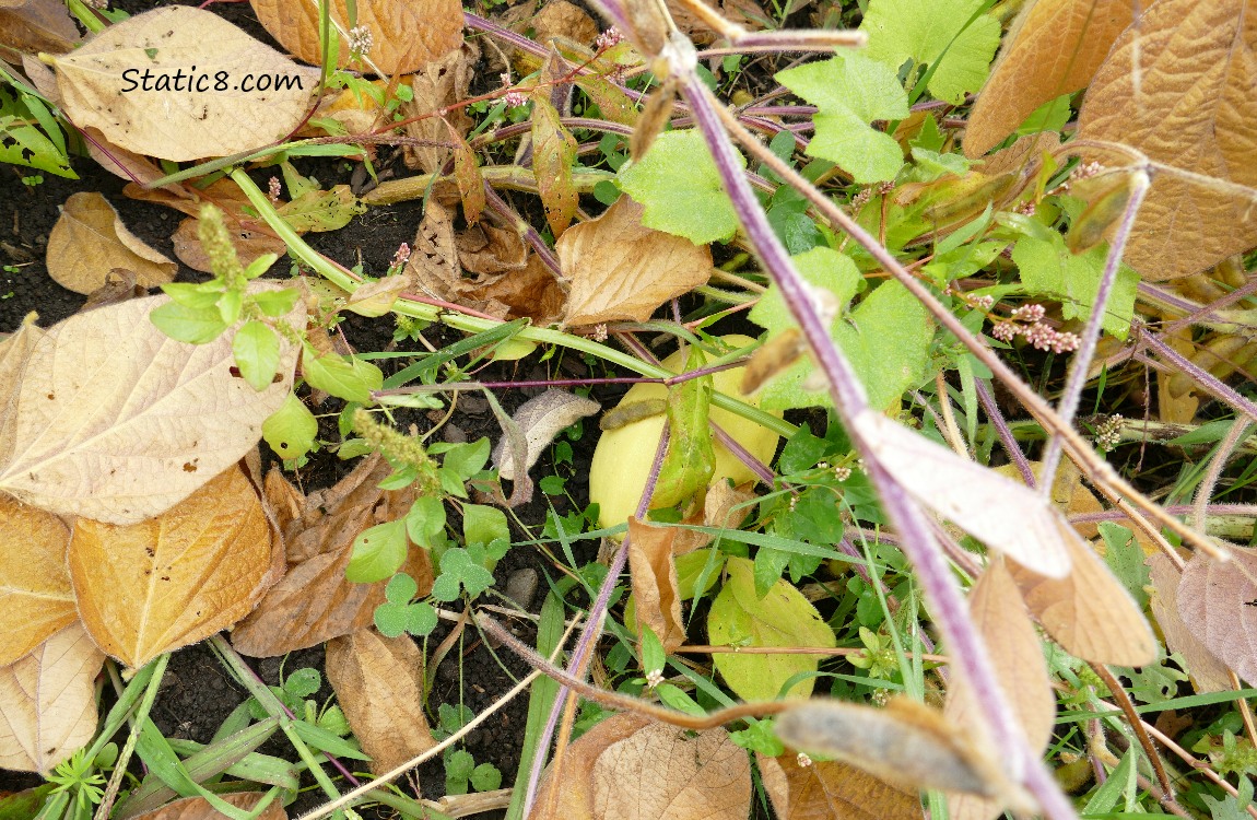 Spaghetti Squash hidden under leaves