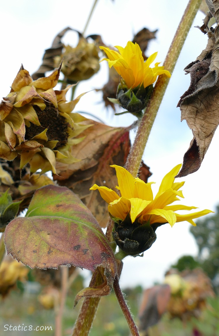 Small Sunflower blooms on a dying plant