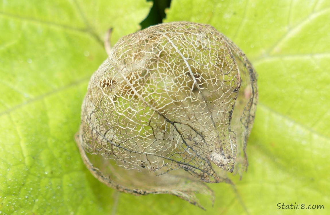 Tomatillo husk