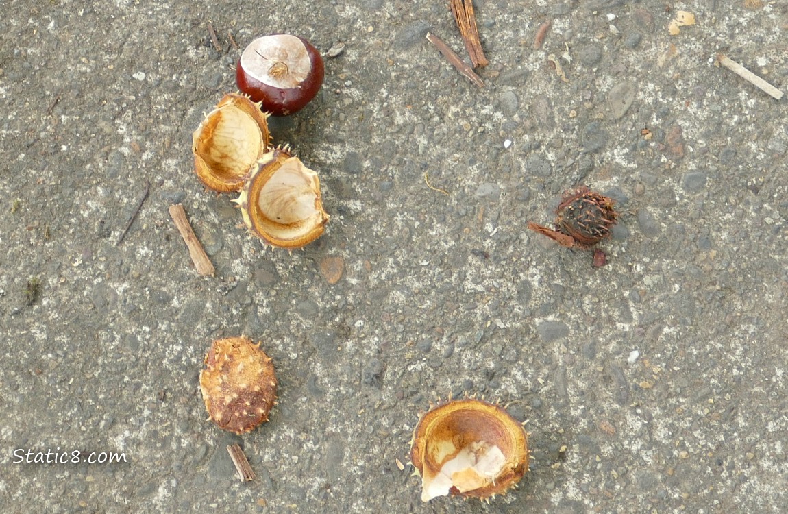 Buckeye fruit and empty husks on the sidewalk