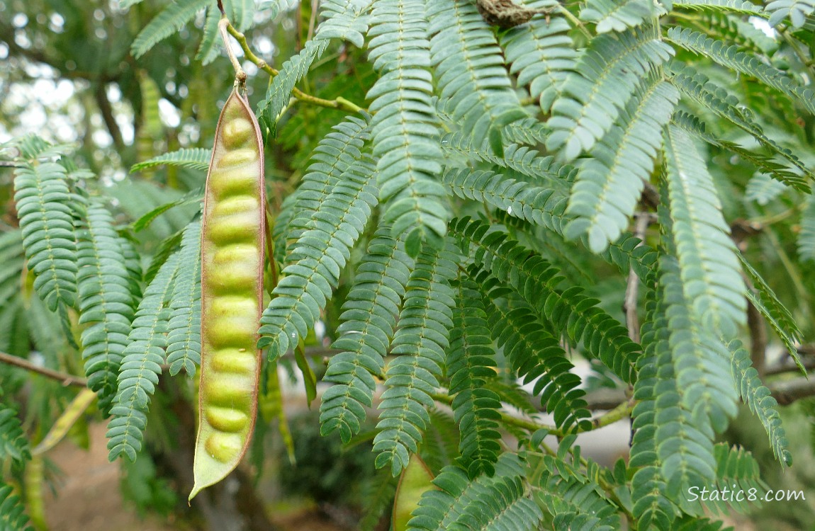 Mimosa tree leaves and seed pod