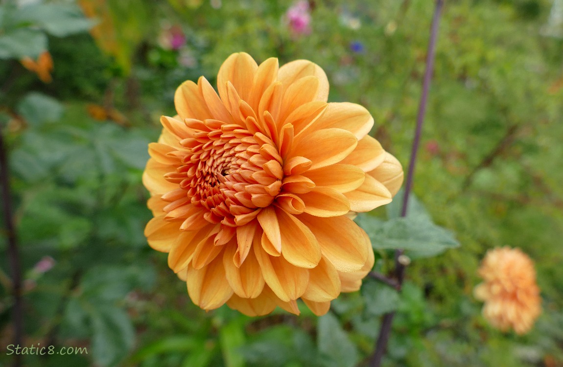 Orange Dahlia blooms