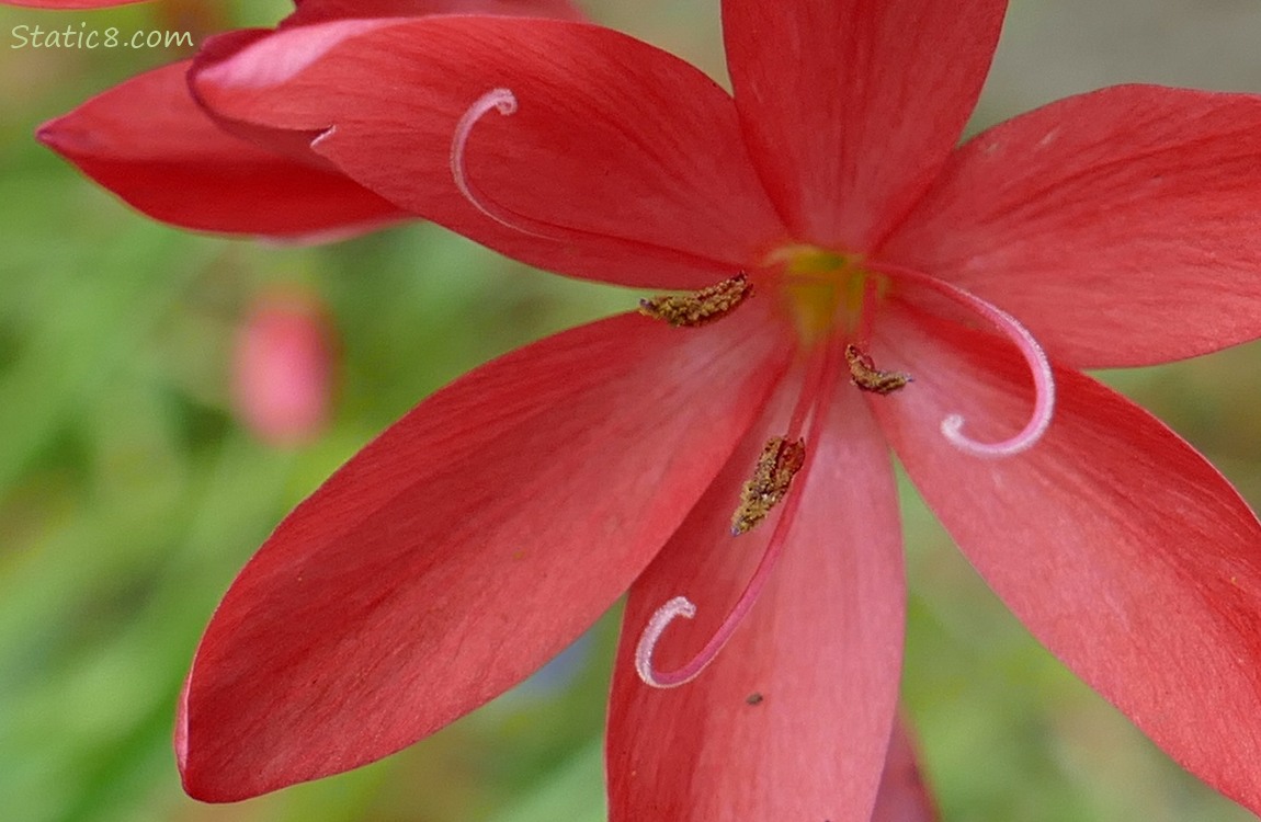 Red flowers