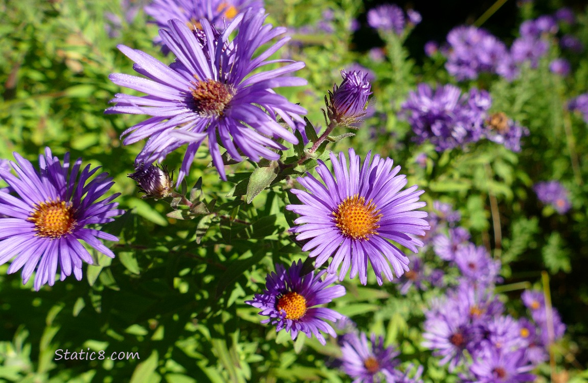 Asters