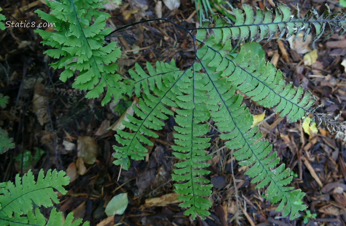 Maiden Hair Fern