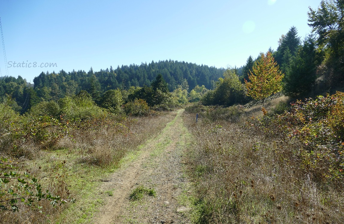 Trail with trees on the hill and blue sky