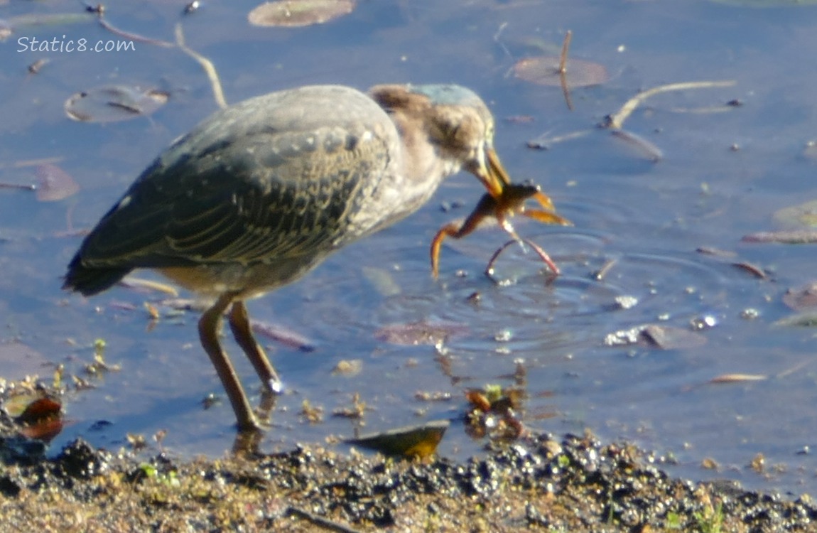 Green Heron standing in water with a frog in her beak