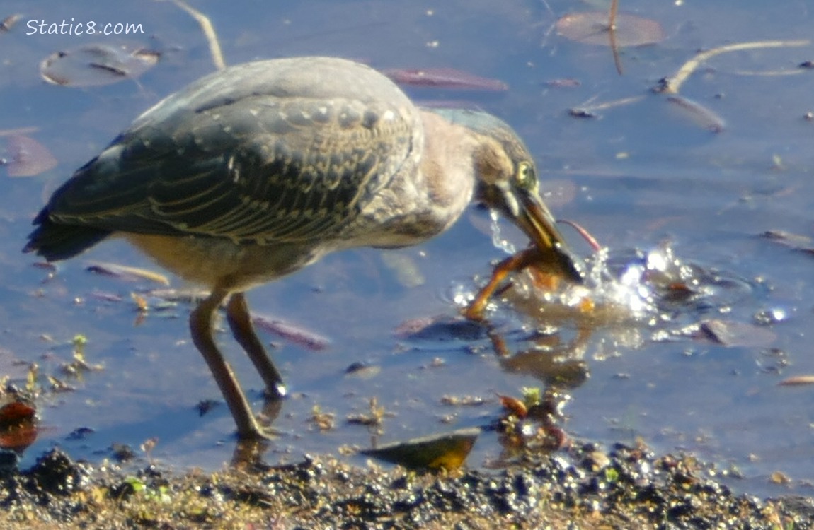 Green Heron standing in water with a frog in her beak