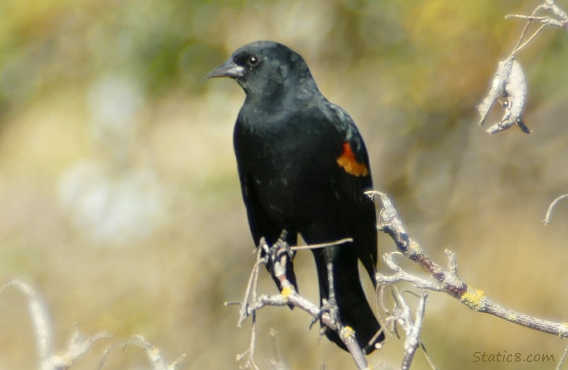 Red Wing Blackbird standing on a twig