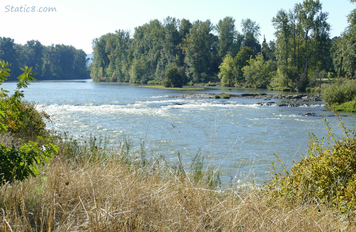 The river, lined with trees