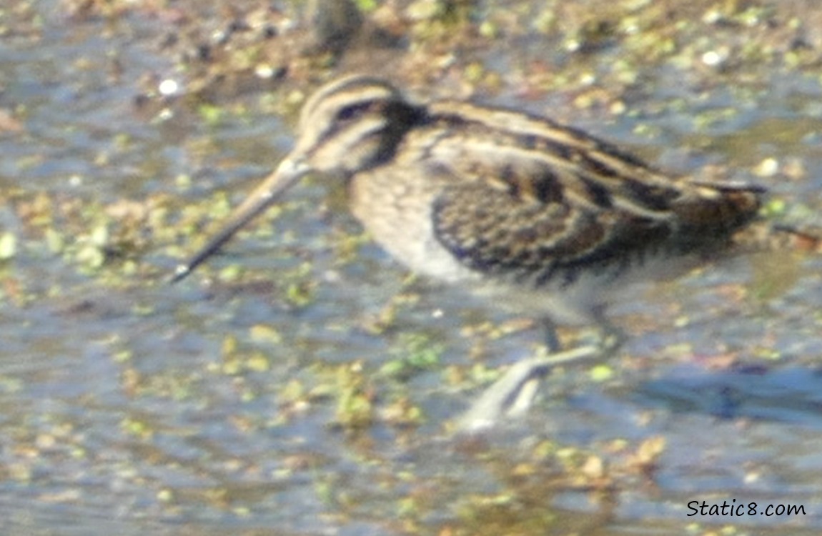 Shorebird walking in shallow water