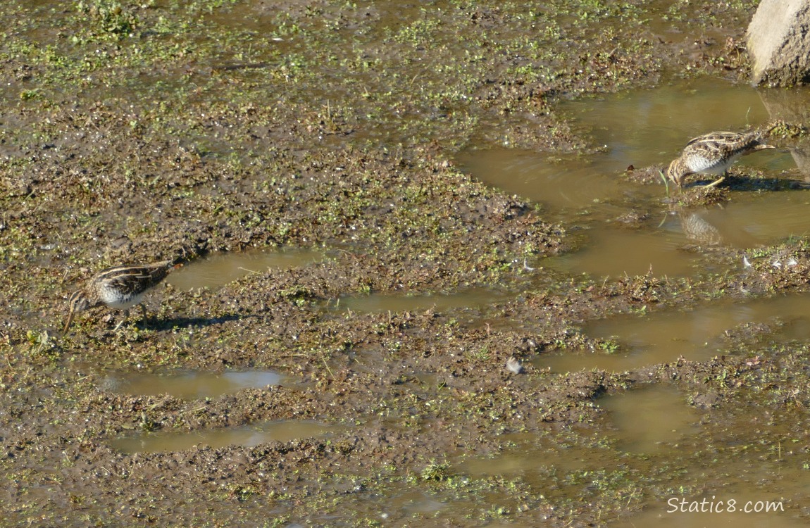 Two shorebirds looking for food in the mud