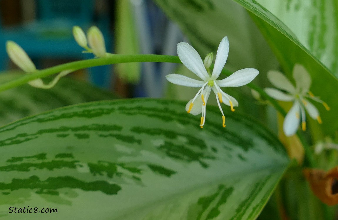 Spider Plant bloom