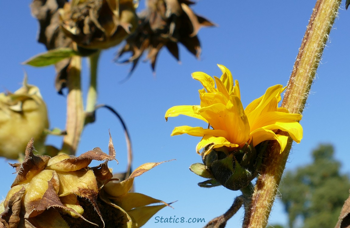 Sunflower bloom surrounded by spent heads