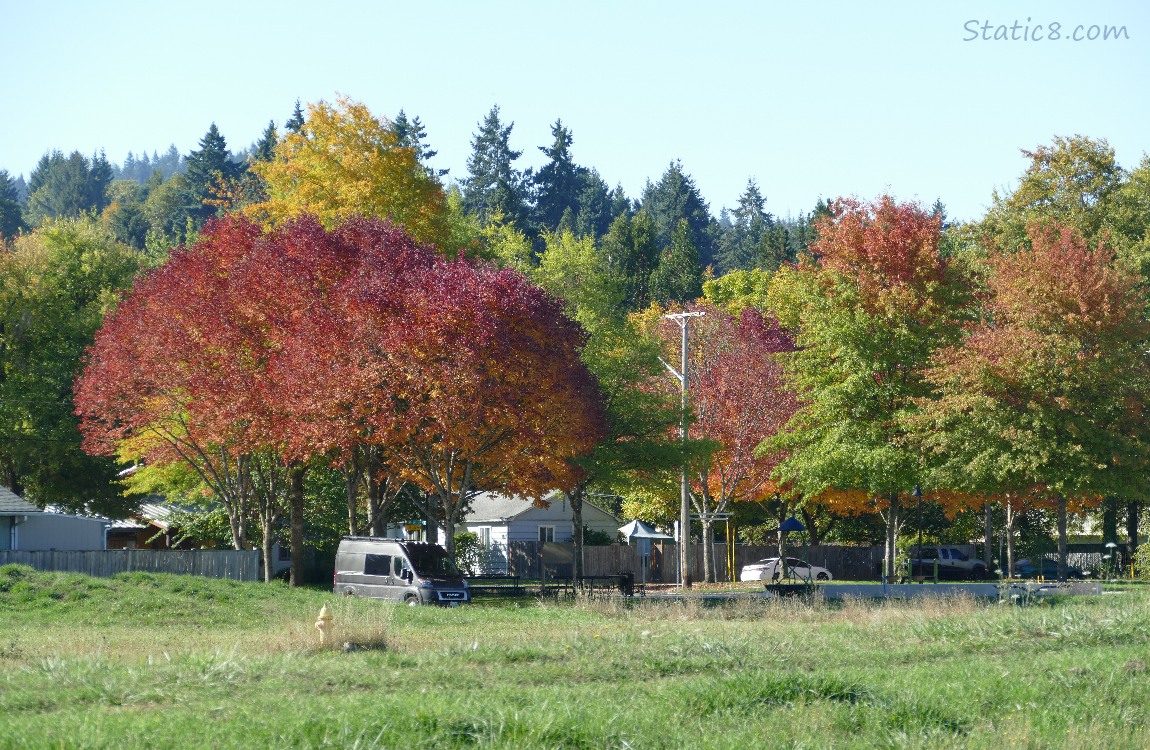 Trees showing autumn leaves