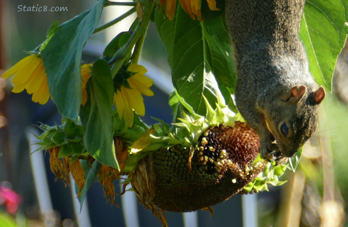 Squirrel hanging from a sunflower