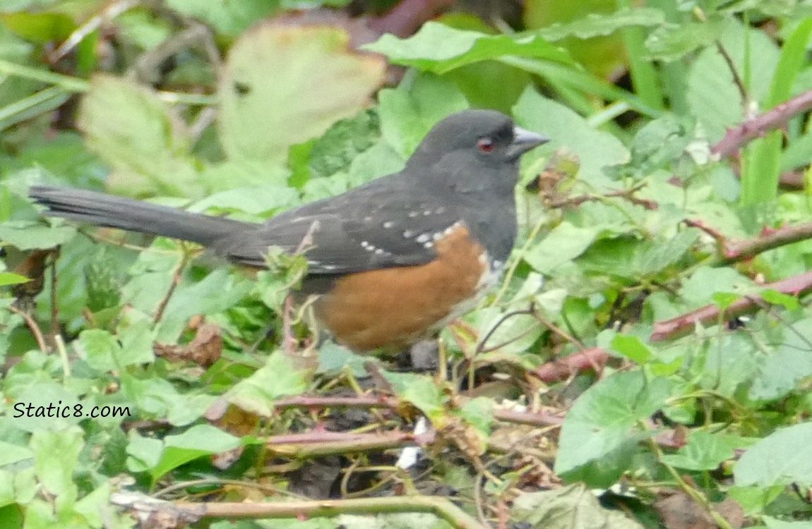 Towhee standing in a bush