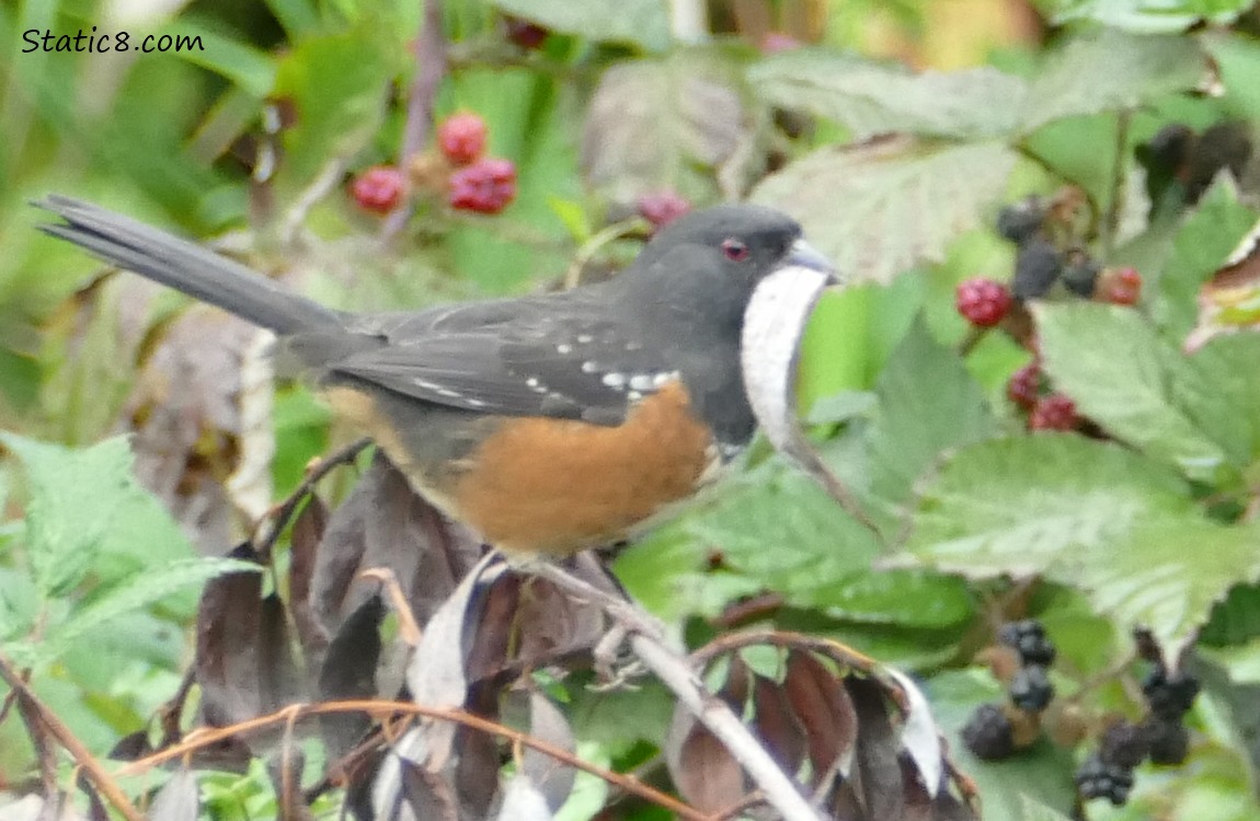 Towhee standing in a bush holding a leaf in her beak