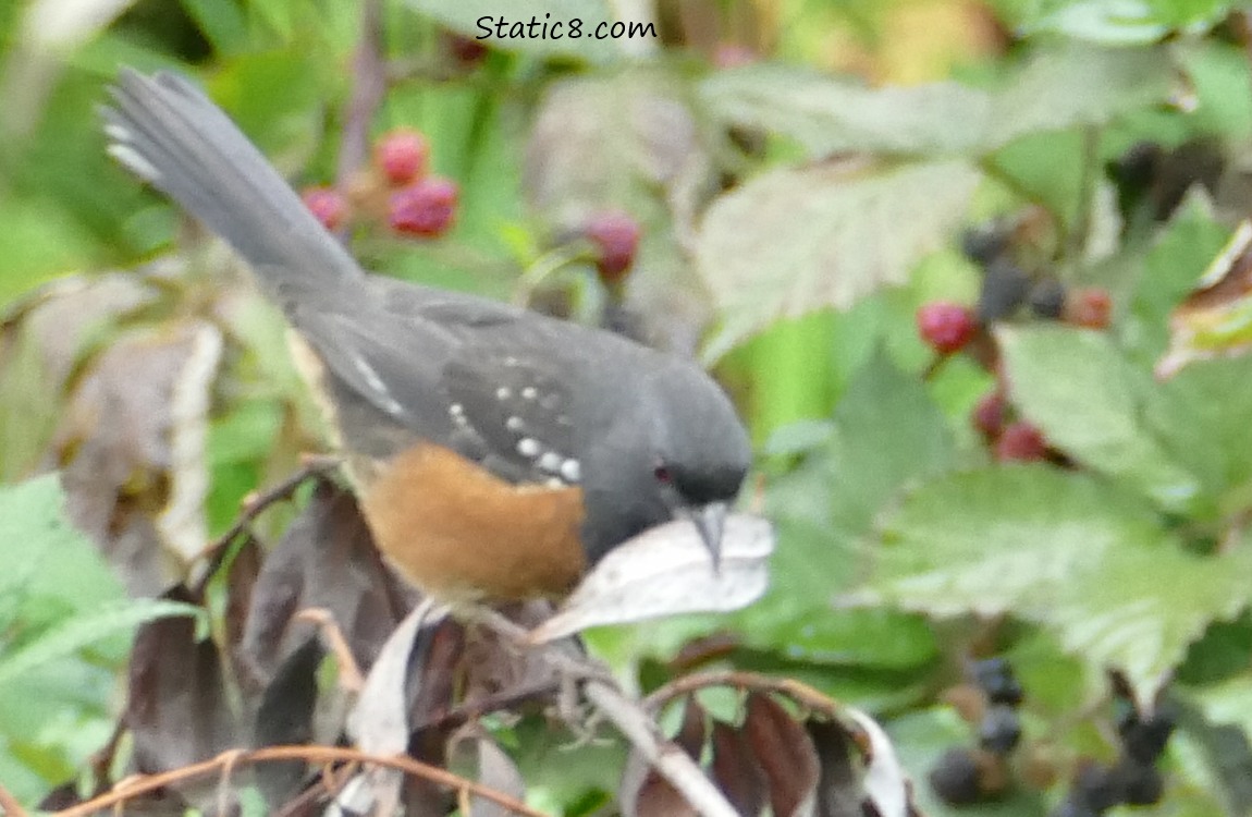 Towhee standing in a bush holding a leaf in her beak